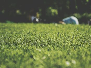 Close-up of grass