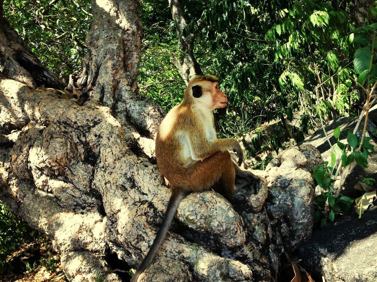 animal themes, one animal, animals in the wild, wildlife, tree, rock - object, sitting, tree trunk, mammal, full length, squirrel, nature, forest, outdoors, day, portrait, relaxation, rodent, no people, plant