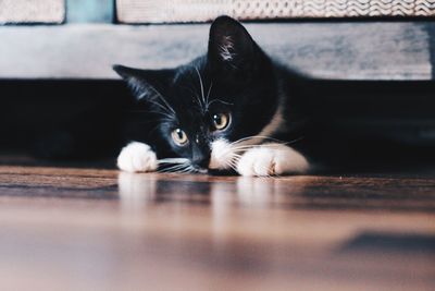 Close-up portrait of cat at home