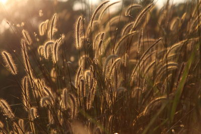 Close-up of wheat growing on field