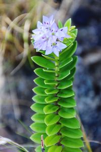 Close-up of succulent plant