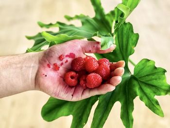 Close-up of hand holding strawberries