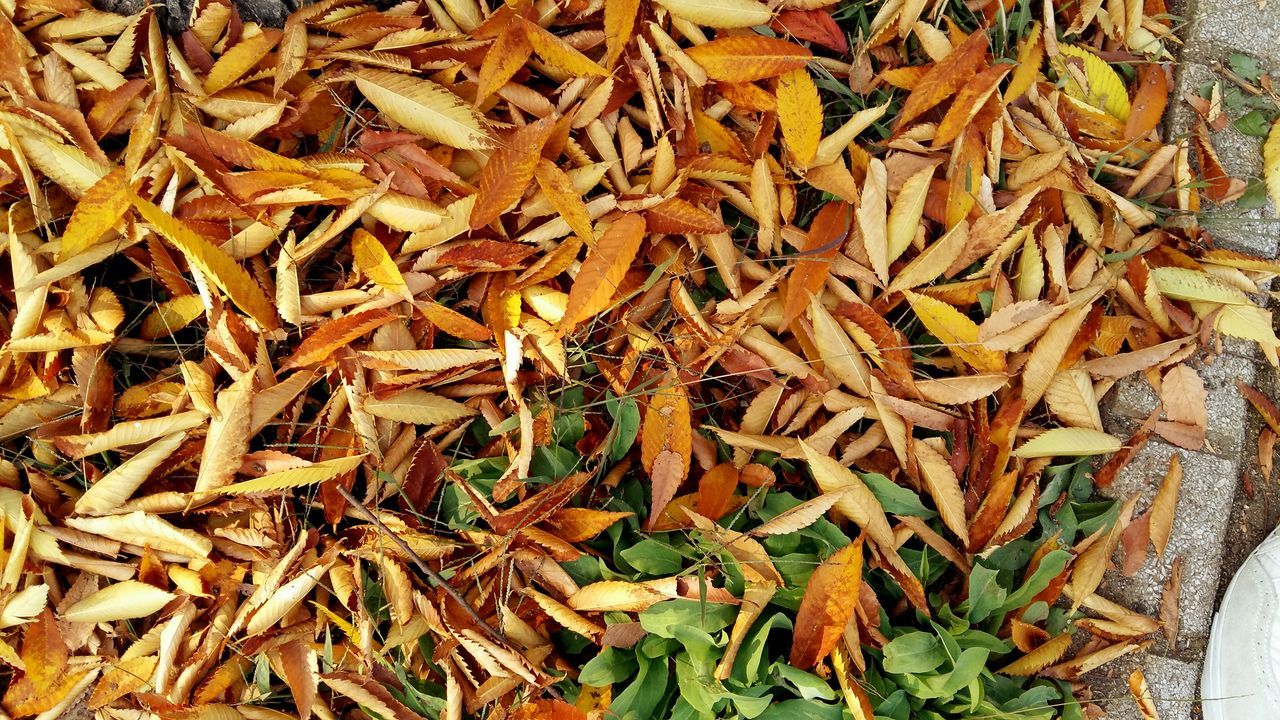 leaf, dry, high angle view, abundance, full frame, backgrounds, leaves, autumn, change, close-up, nature, field, brown, large group of objects, day, season, no people, fallen, natural pattern, outdoors