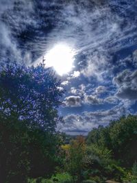 Low angle view of trees against bright sun