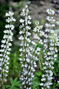 Close-up of white flowering plants on field