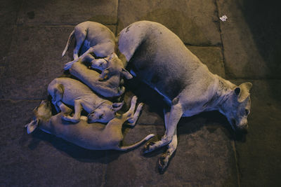 High angle view of dogs sleeping on street at night