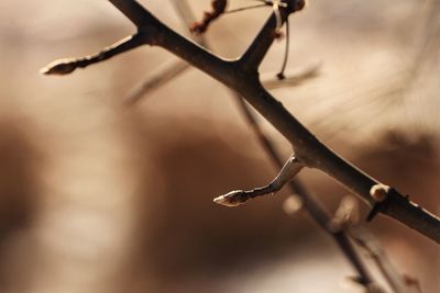 Close-up of branch