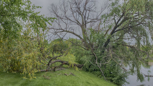 Trees growing in forest