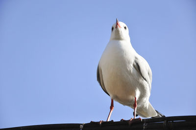 Low angle view of seagull perching against clear sky