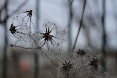 Close-up of plant against blurred background