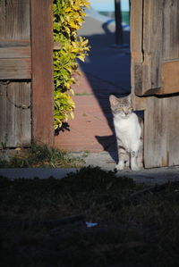 Close-up of cat sitting outdoors