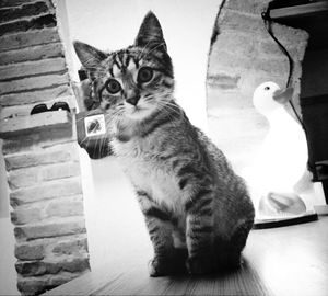 Cat looking away