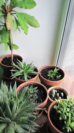 Potted plants in backyard