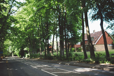 Man on road by trees