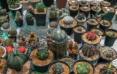 High angle view of succulent plants in market