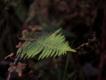 Close-up of plant growing on field