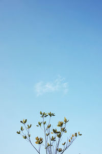 Low angle view of flowering plant against clear blue sky