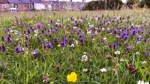 Purple crocus flowers growing on field