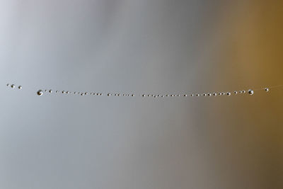 Low angle view of birds flying in sky