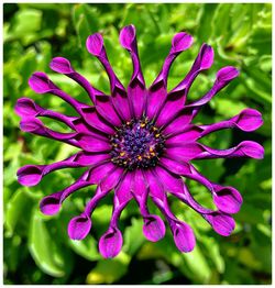 Close-up of purple flowers blooming outdoors