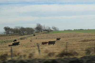 Horses on field against sky