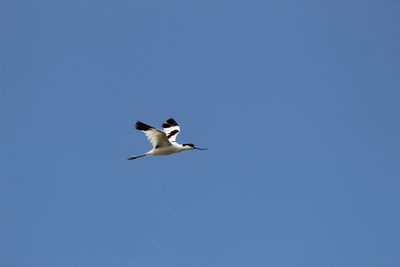 Low angle view of bird flying against clear blue sky