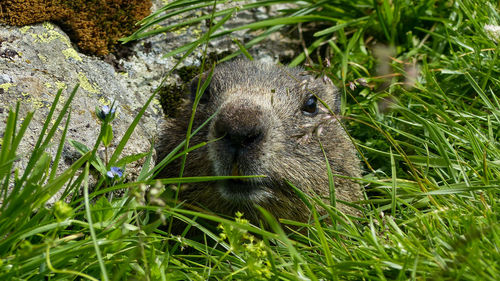 Close-up of an animal on field