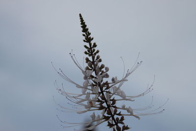 Low angle view of flowering plant against clear sky