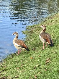 View of birds on lakeshore