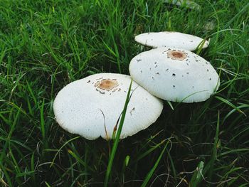 Close-up of mushroom growing on grassy field