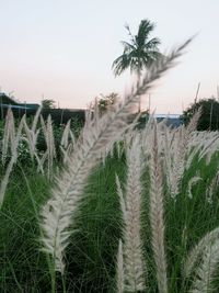 Crops growing on field against sky