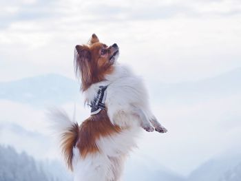 Dog looking away against sky