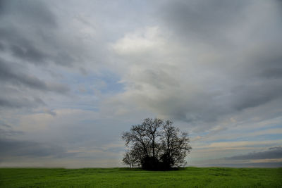 Tree on field against sky