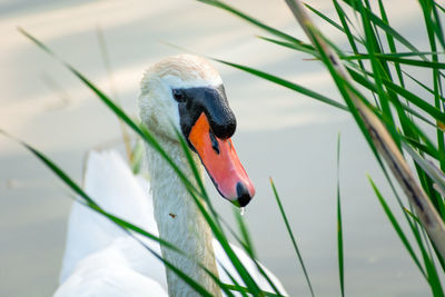 A white mute swan behind green reeds in the water, spring view
