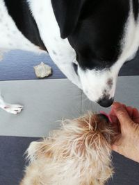 Close-up of hand holding dog