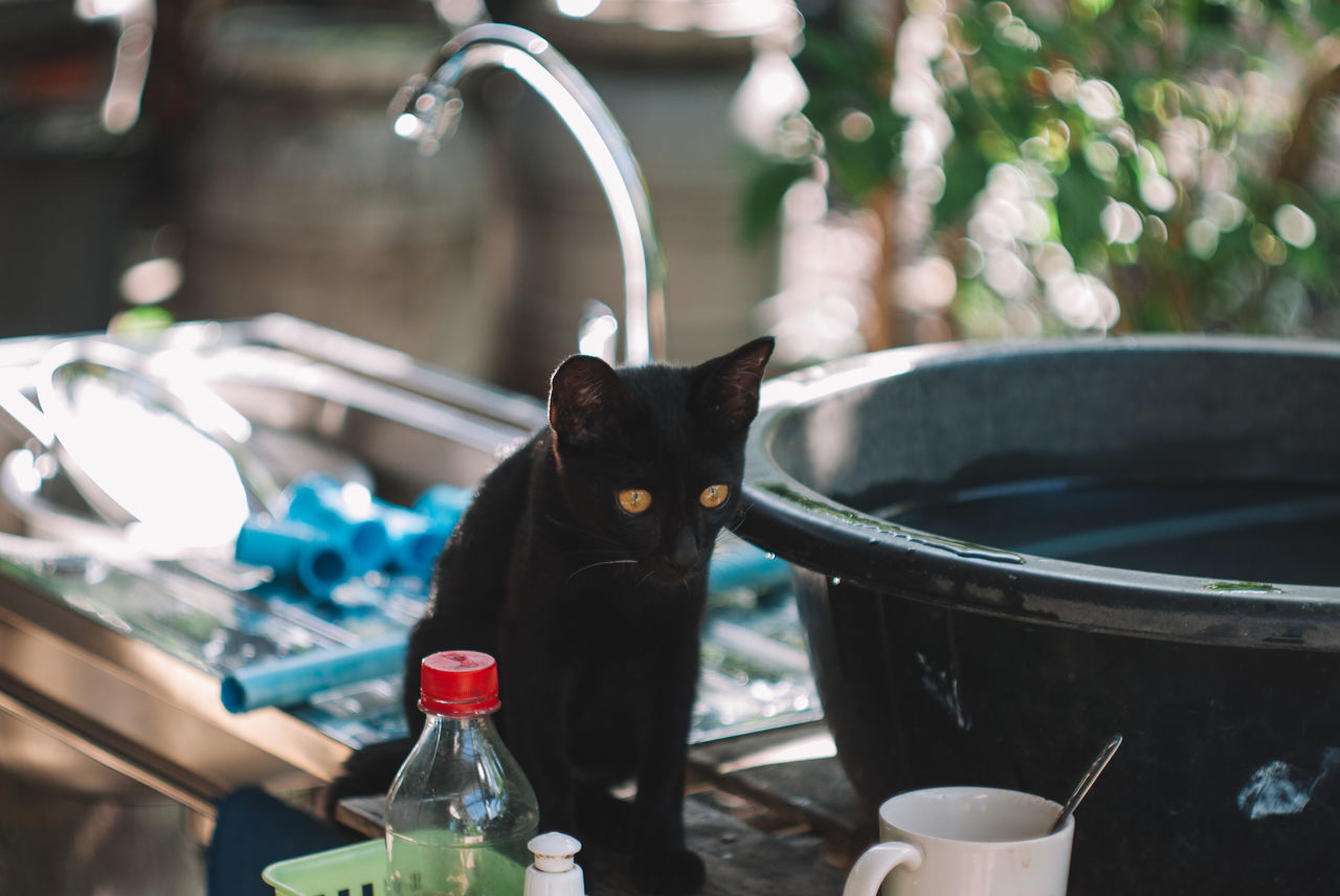 BLACK CAT DRINKING WATER FROM FAUCET