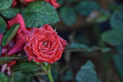 Close-up of wet red rose