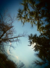 Low angle view of trees against sky