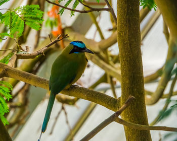 Close-up of bird perching on branch