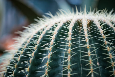Close up of the spines of various cacti in a botanical garden.