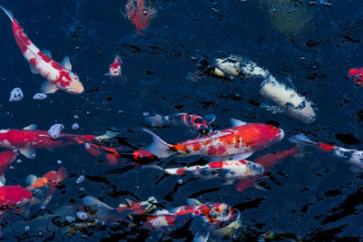 High angle view of koi carps swimming in lake