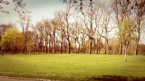 Trees on grassy field