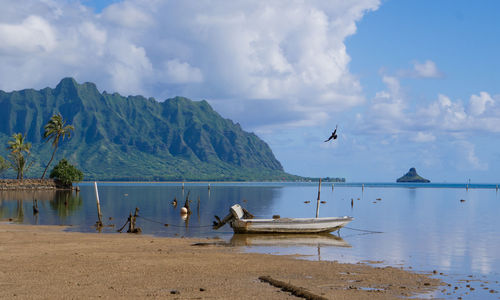 View of birds on beach