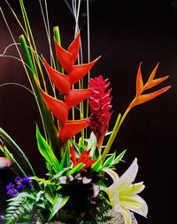 Close-up of red flowering plant