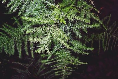 Close-up of plants in forest