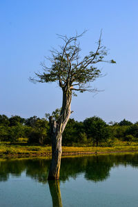 Tree by lake against clear sky