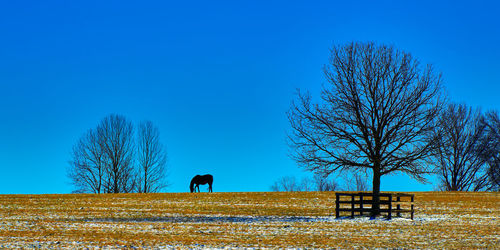 Bare tree on field against clear blue sky