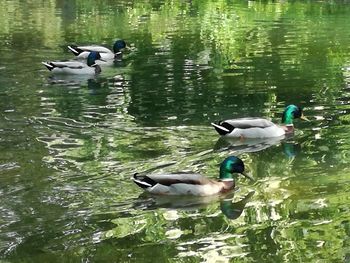 Ducks swimming in lake