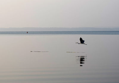 Birds flying over sea