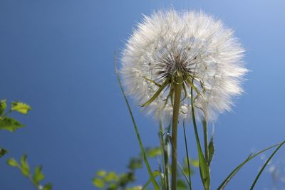 Close-up of dandelion against blue sky